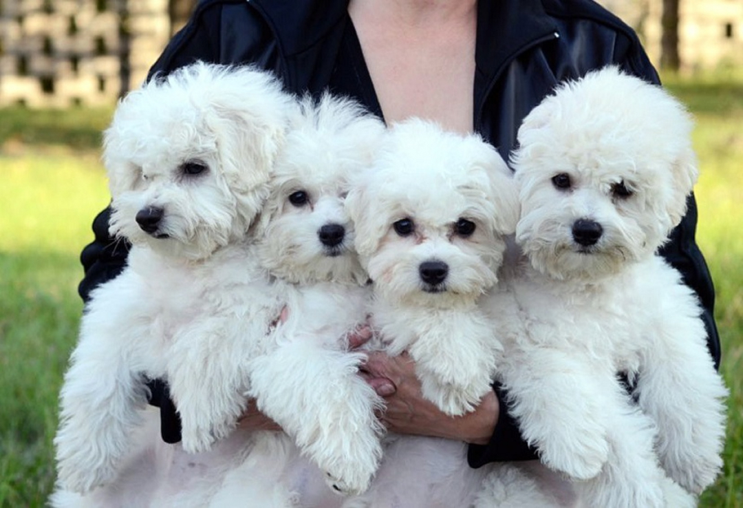 בישון פריז: תיאור גזע, טיפול ואישיות